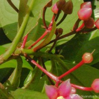 Ardisia solanacea Roxb.